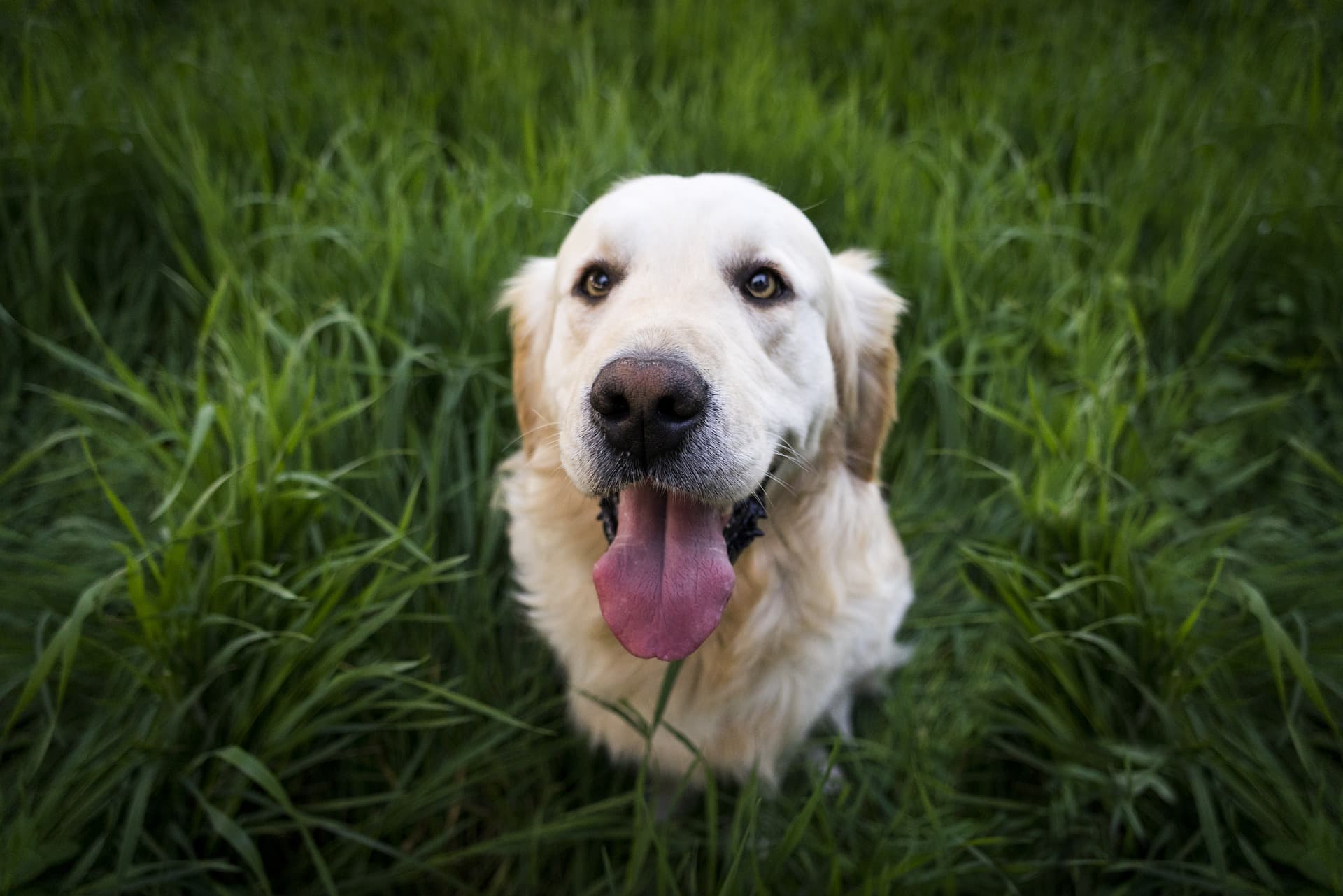 Why do dogs get pyometra?
