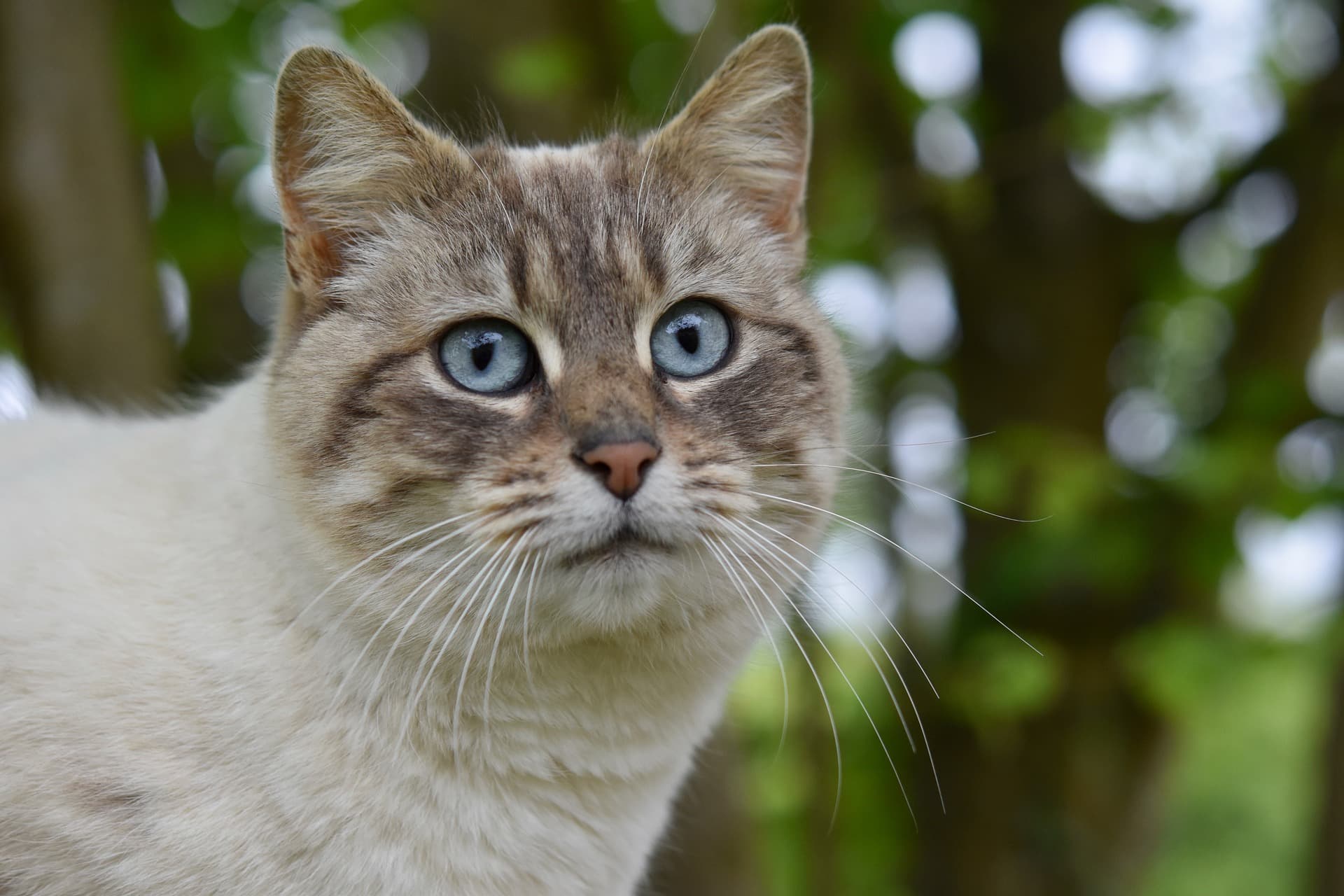 cat-4186785_1920