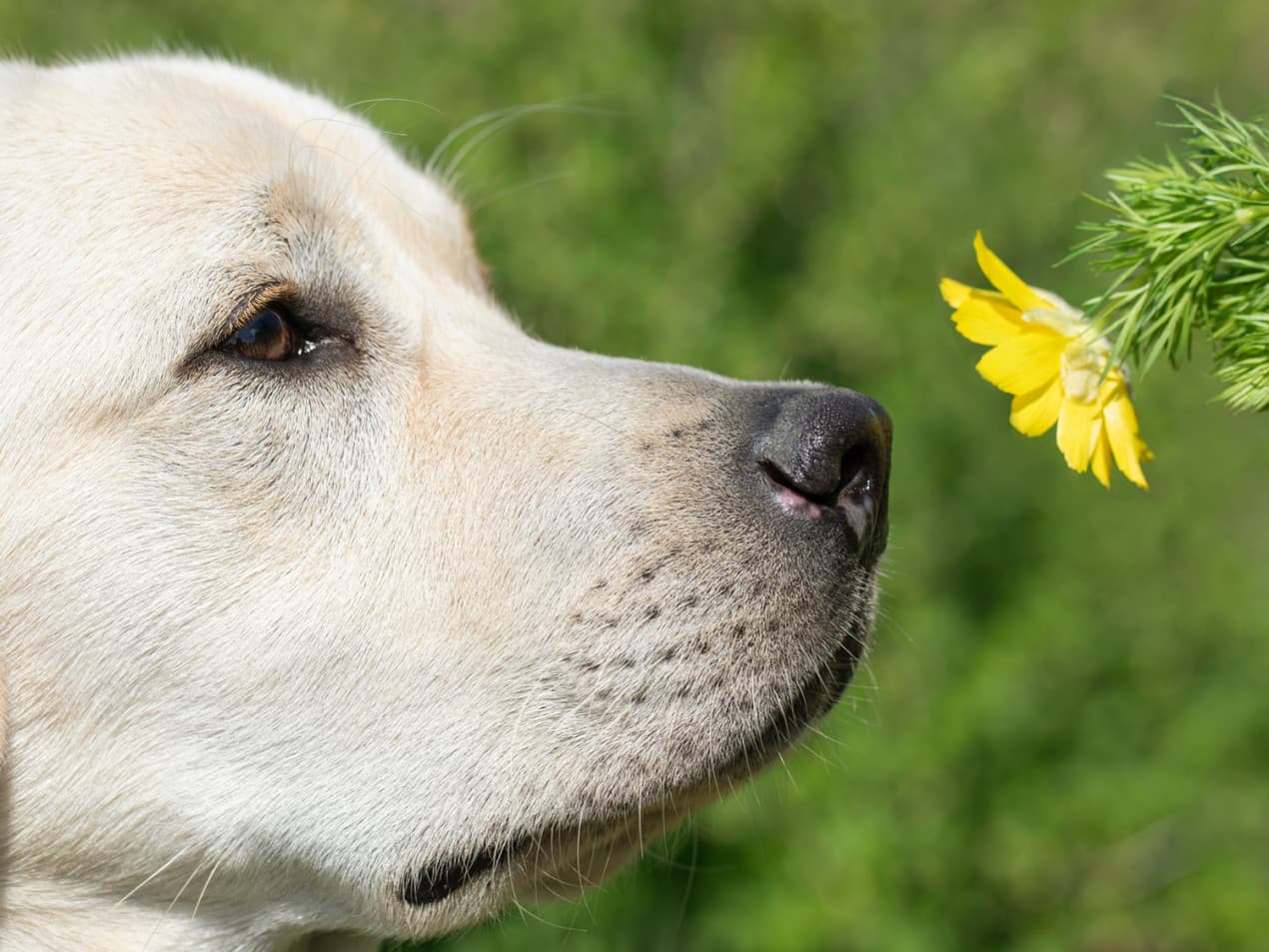 dog-keeps-sneezing-1270x953
