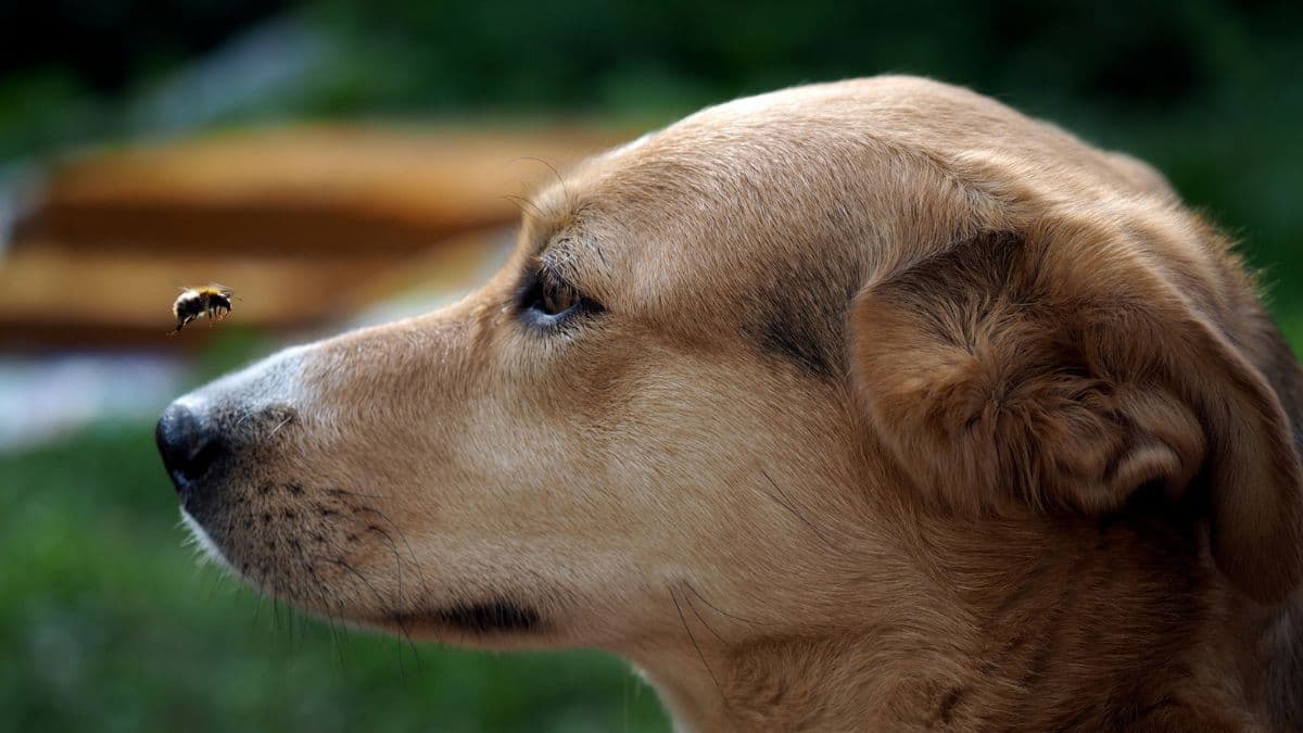 Dog watching a bee