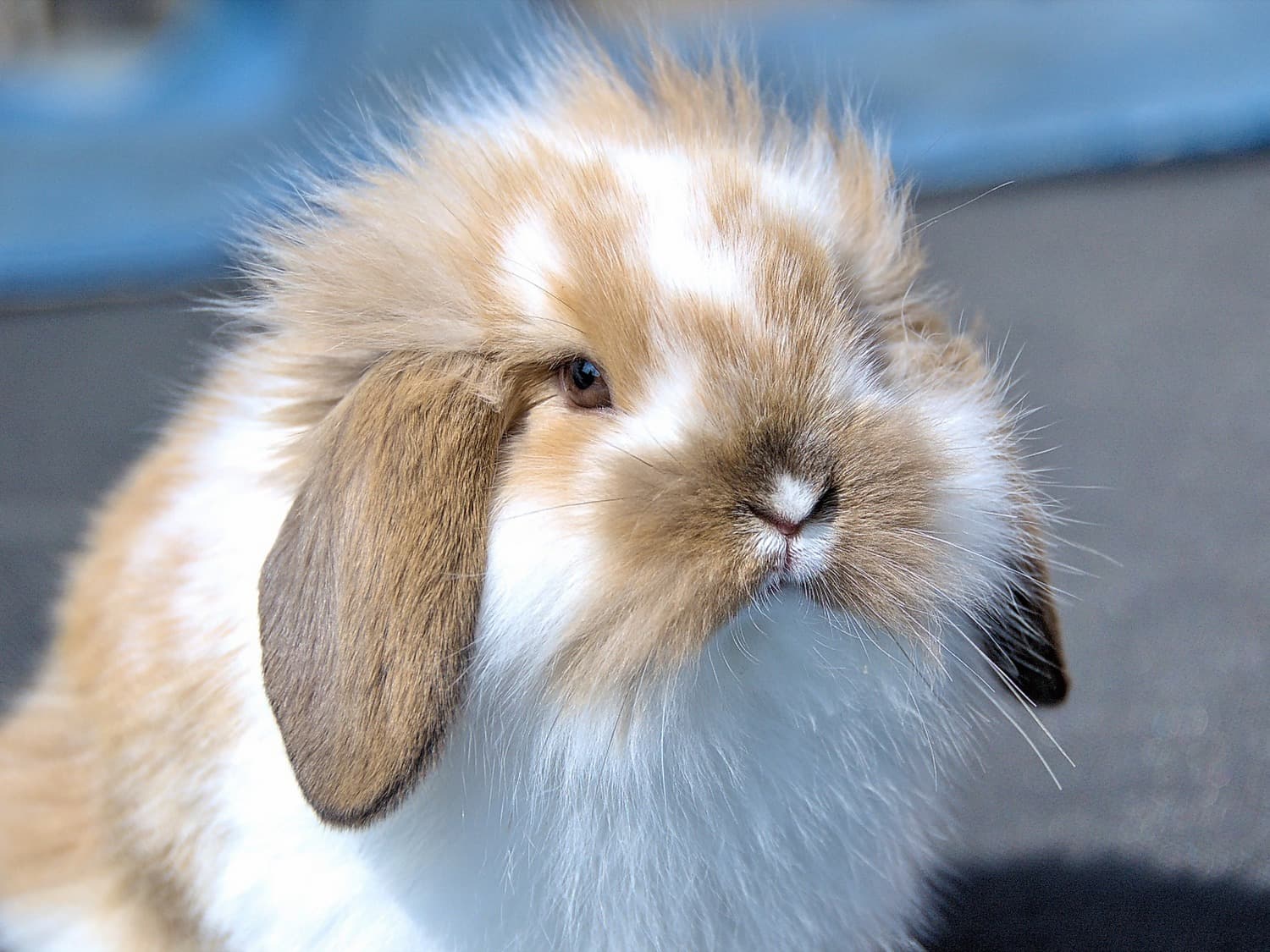 Brown lop-eared rabbit sitting on green grass
