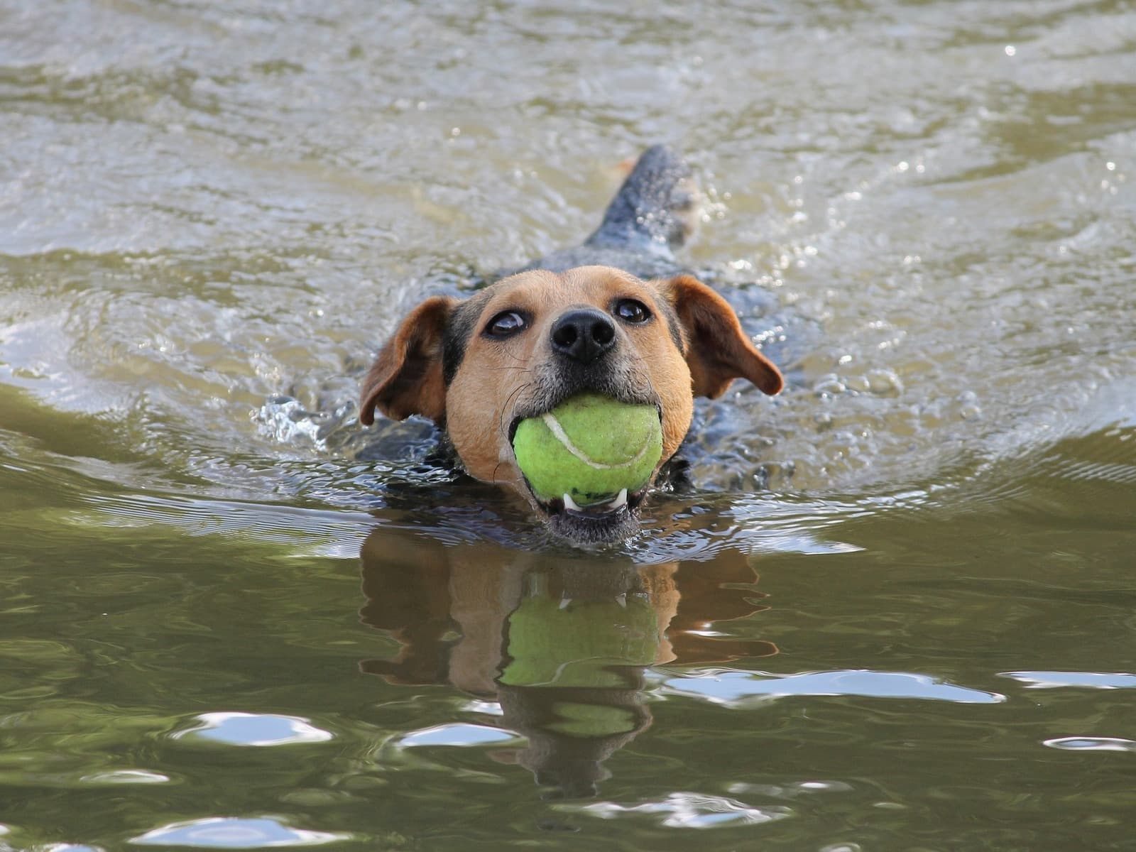 Dog swimming with a tennis ball