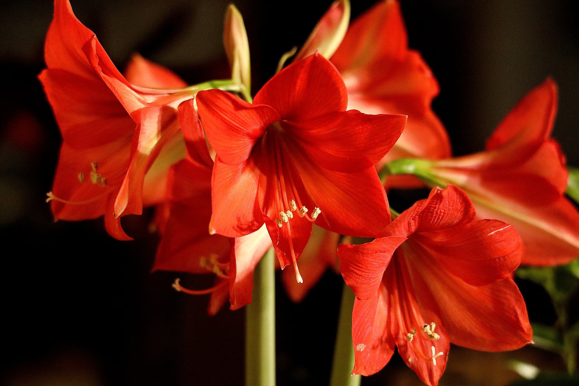 Amaryllis toxic plants