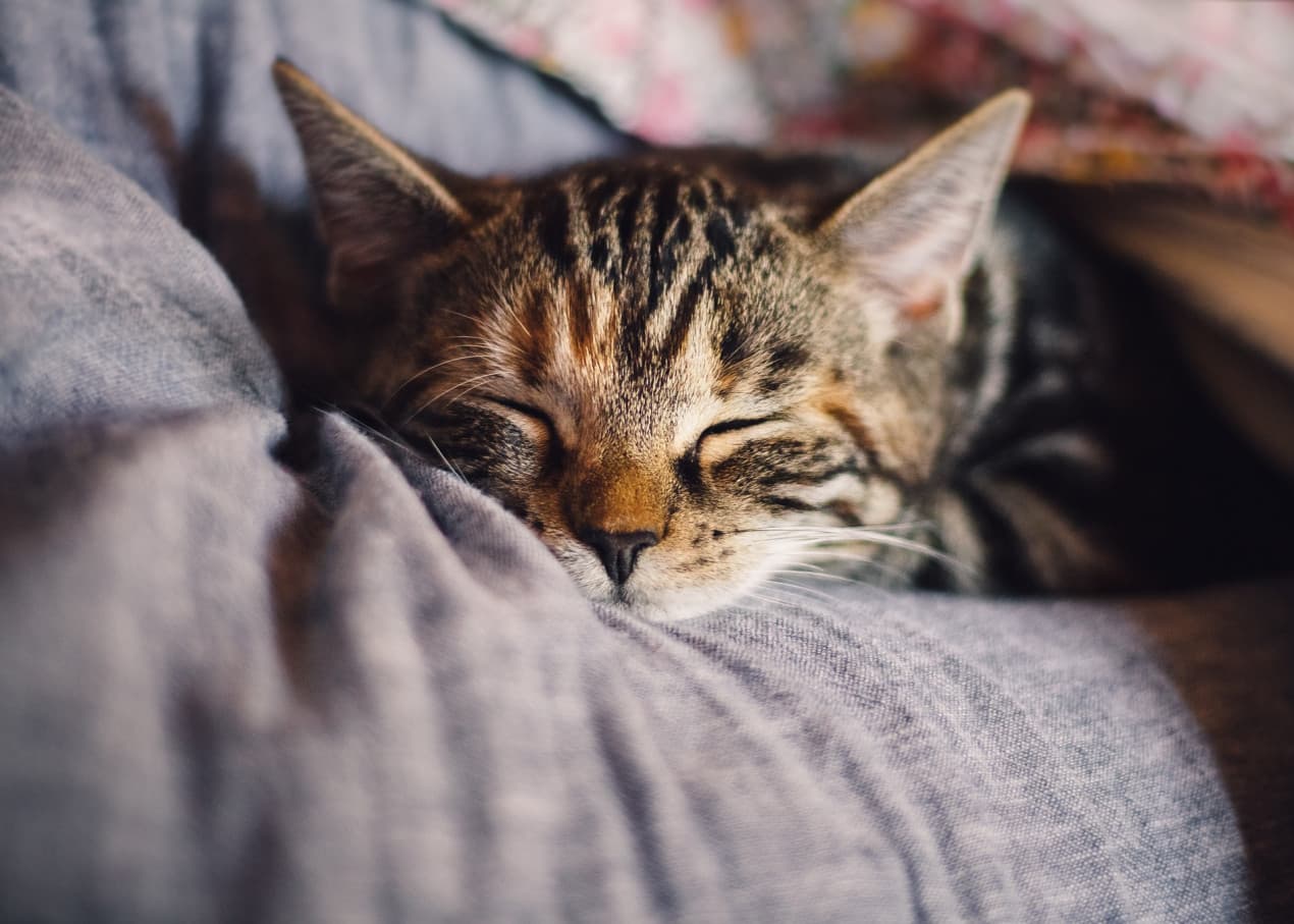cat-4189697_1920-1270x907