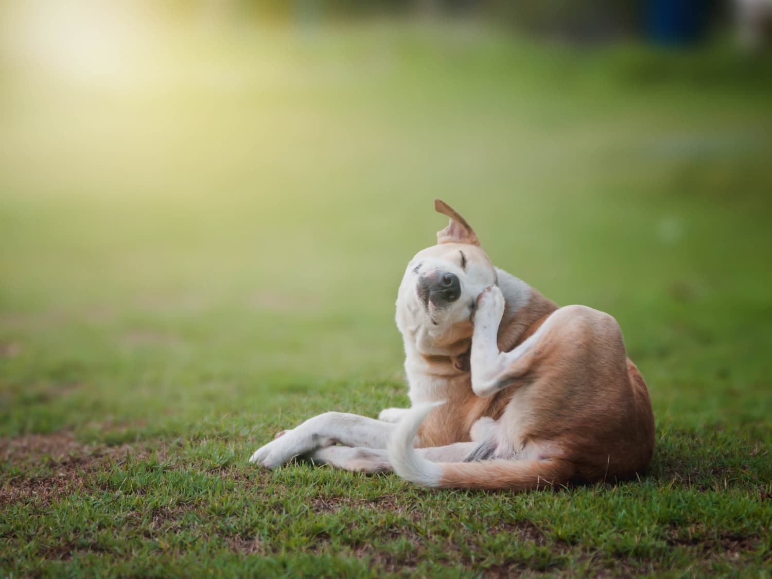 Scratching-dog-1