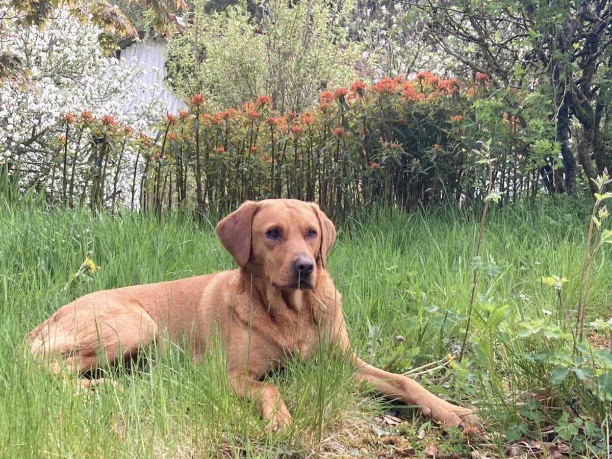 The terrifying moment our dog was poisoned – and how her… – hero