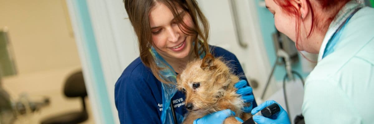 vets-now-vets-caring-for-small-dog