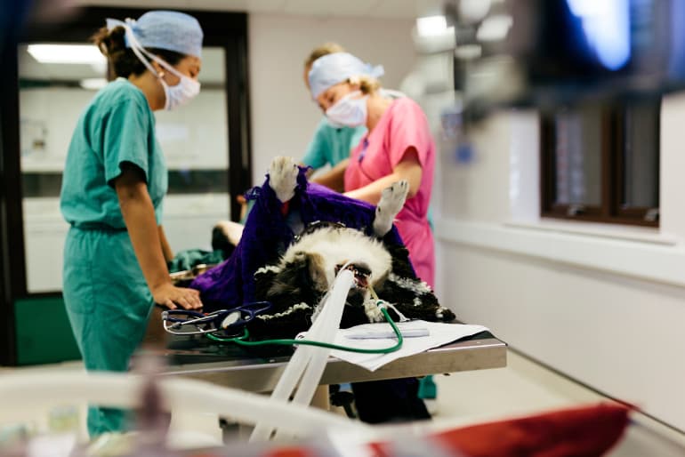 vets-treating-dog