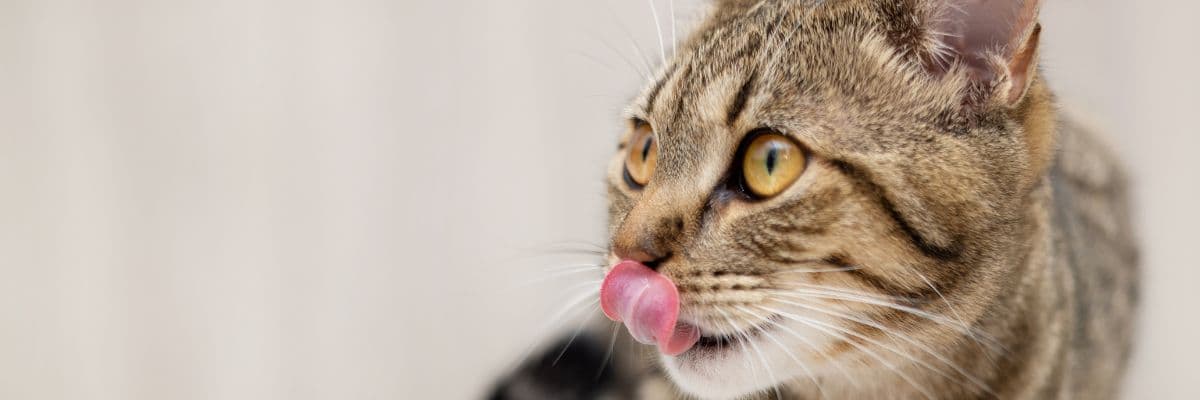 cat_food_bowl_banner