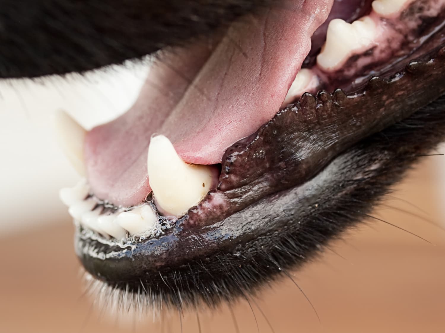Pale gums in dogs