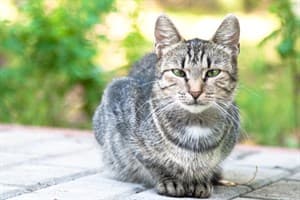 Tom the cat at Vets Now