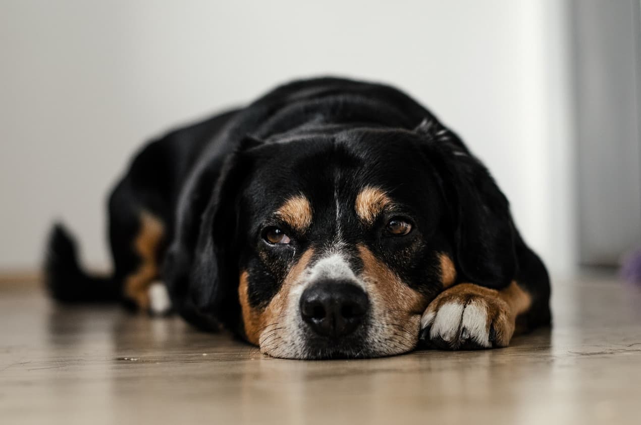Constipation in dogs – hero