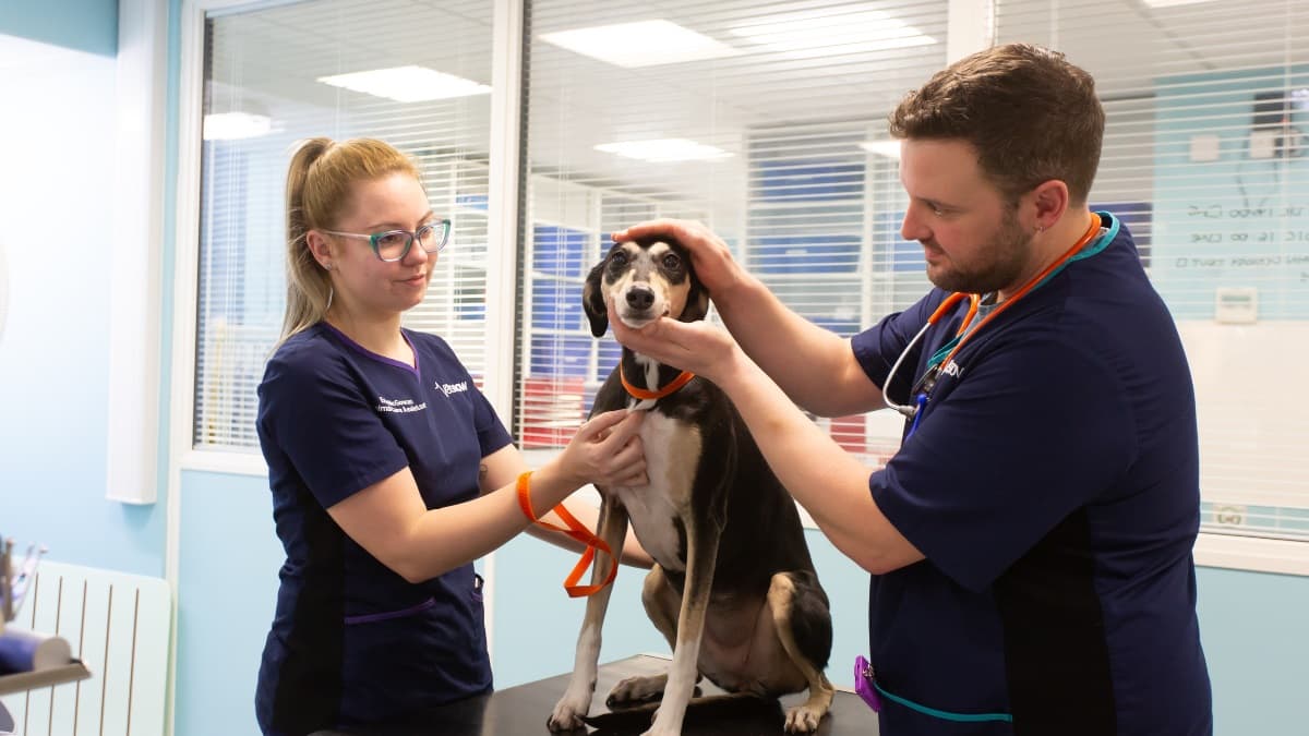 veterinary-team-examining-dog