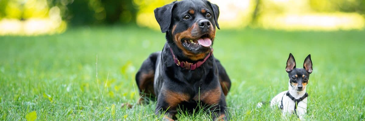 Dog breed weight chart – hero