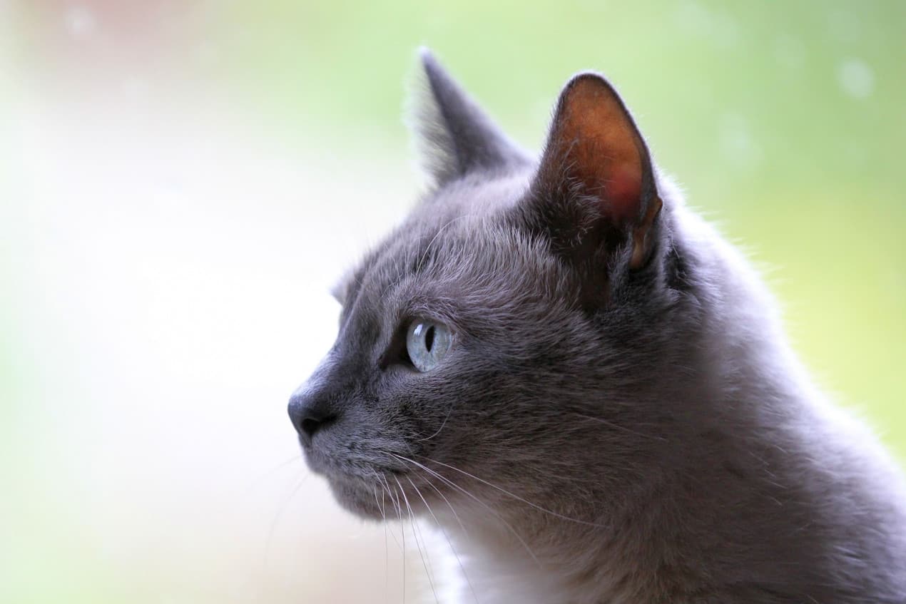 Electric shock in cats - hero
