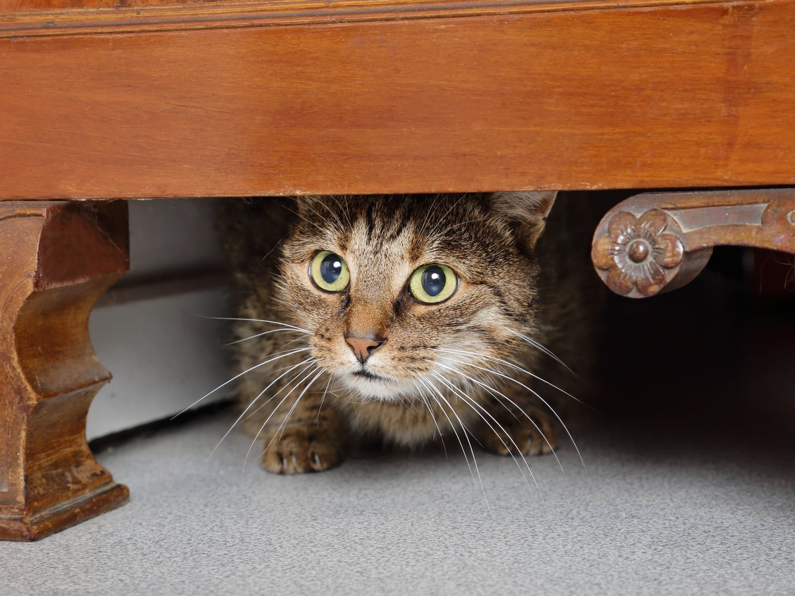 scared-cat