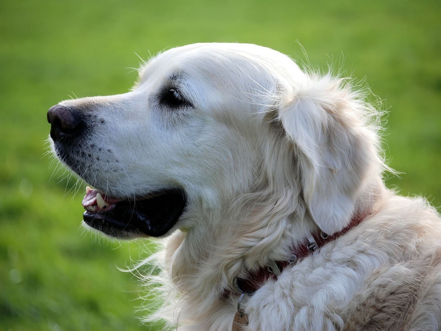 retriever-348572_1920