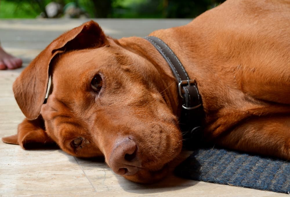 Brown dog lying down looking at the camera