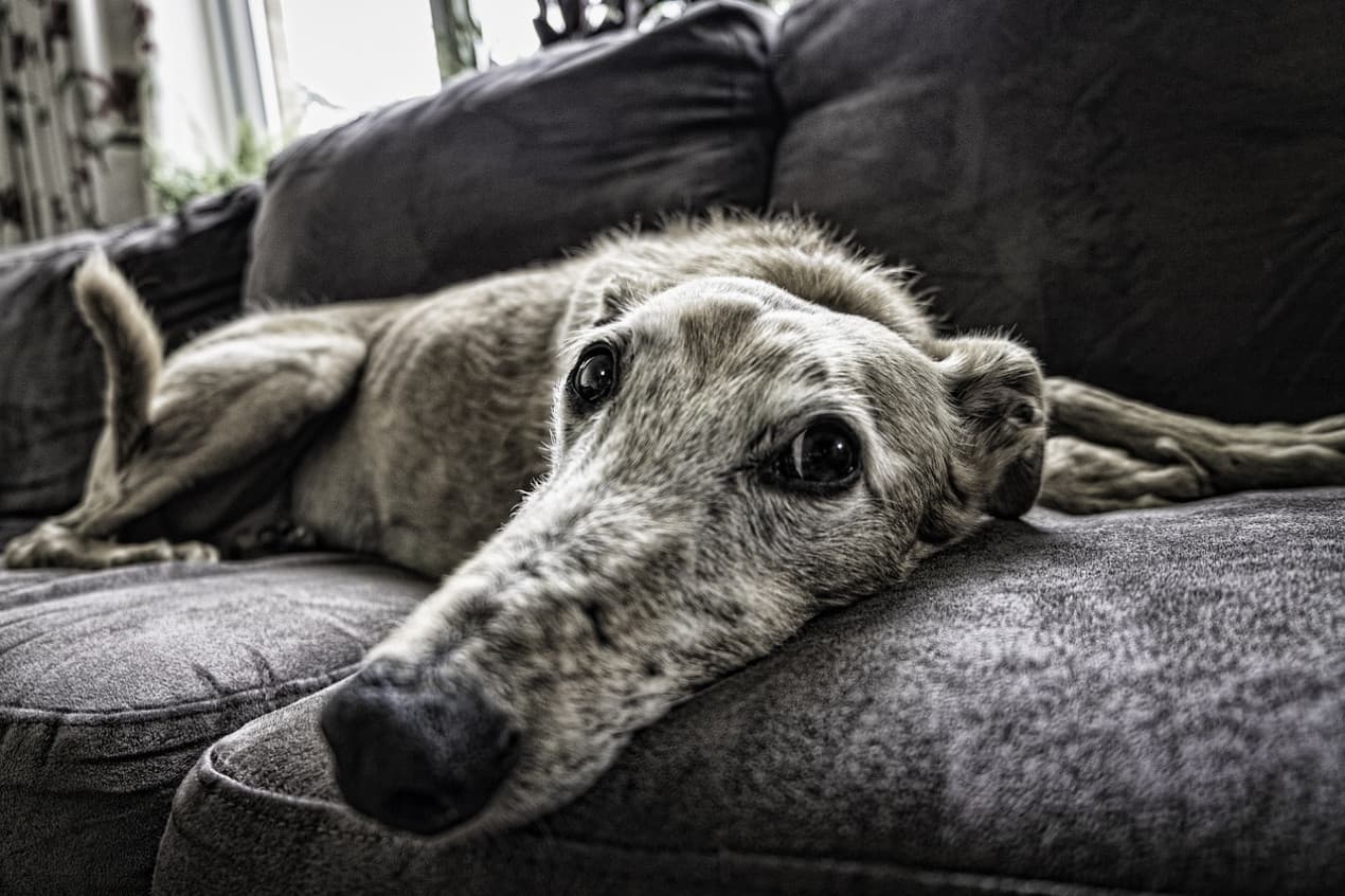 Old greyhound suffering from ataxia