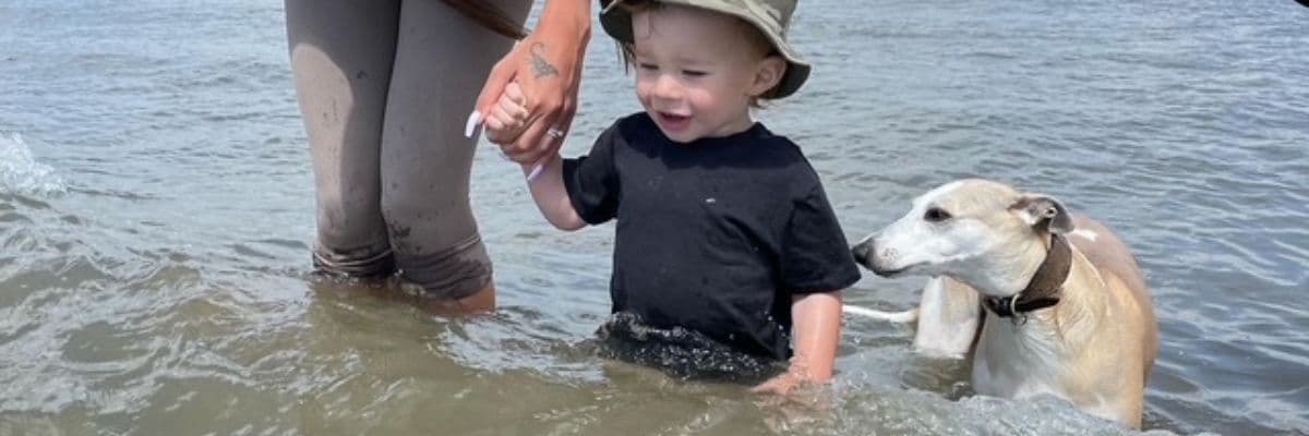 Boo the whippet paddling with a toddler