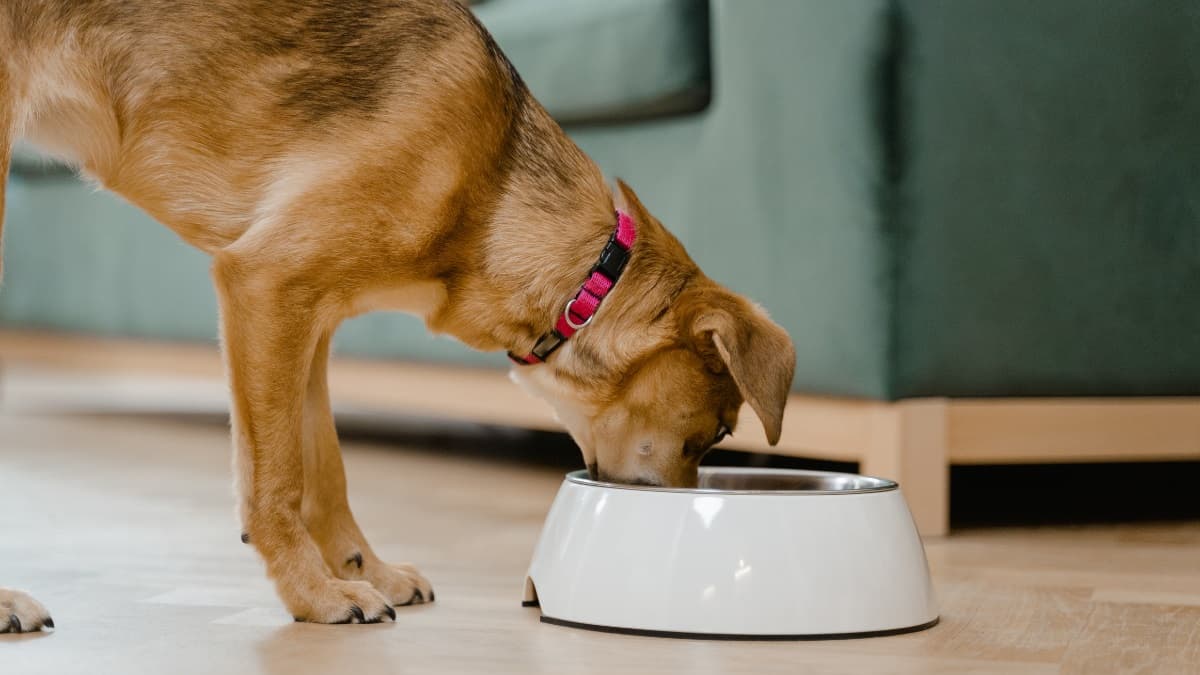 5 ways clocks changing might impact your dog – body