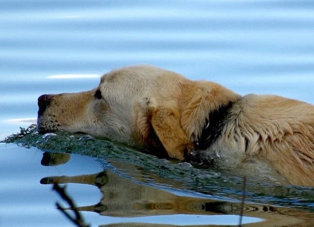 Golden retriever swimming