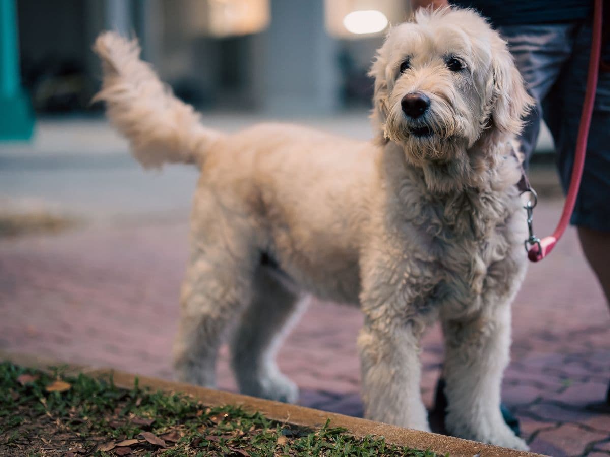 Cream-coloured dog on a lead outdoors