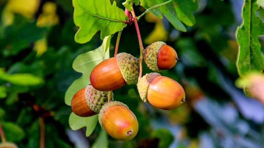 Acorns and dogs - featured