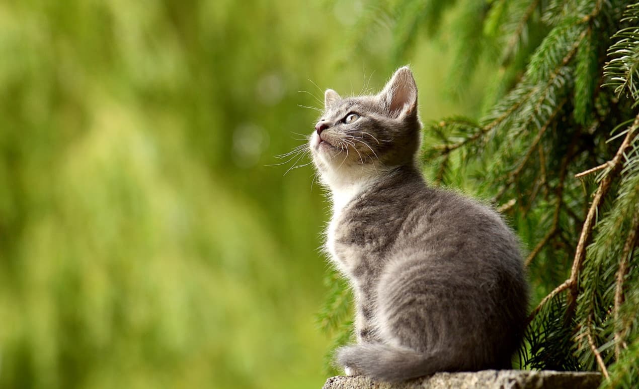 vets-now-cat-wont-eat-1270x775
