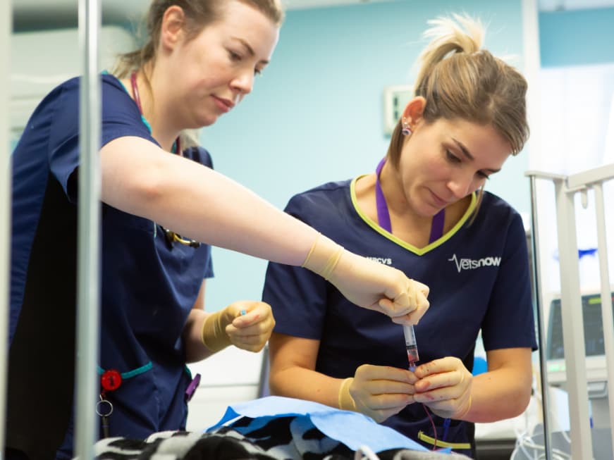 Two Vets Now clinicians preparing a syringe over a patient in the treatment area