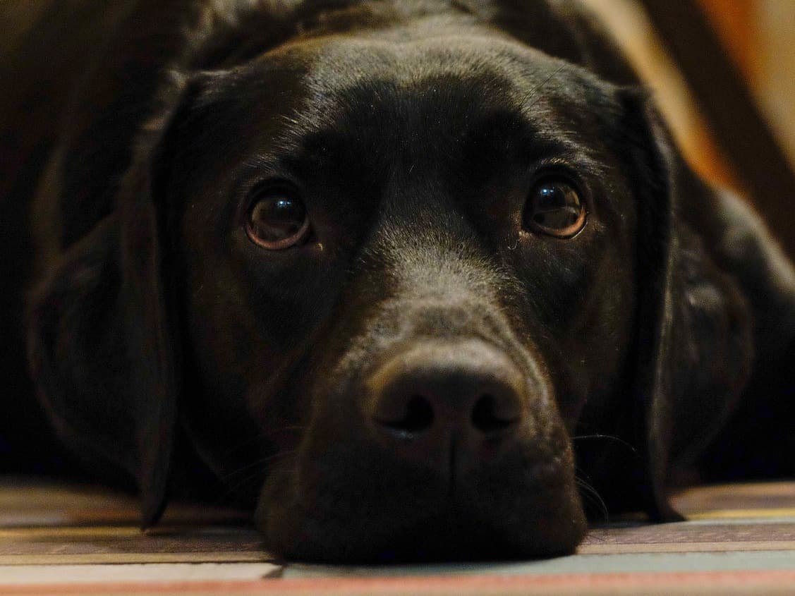 labrador