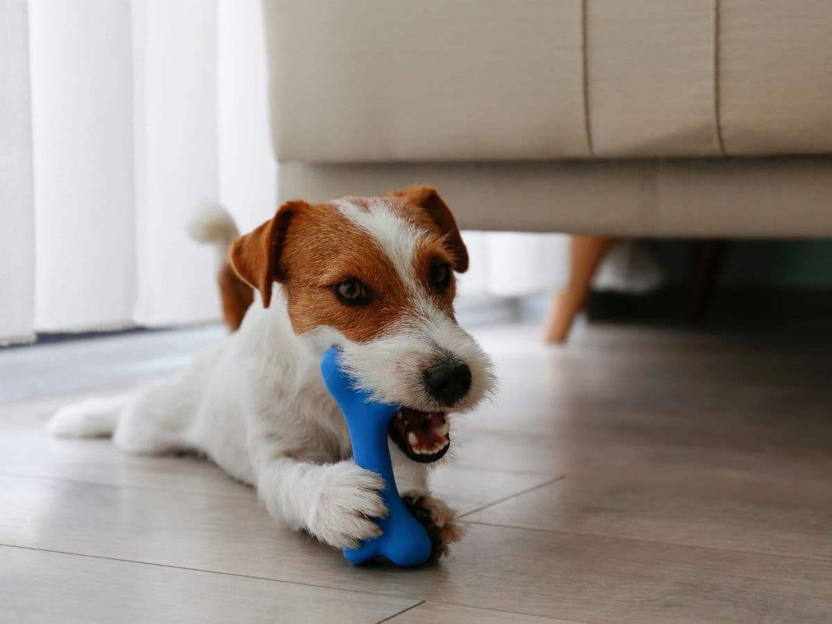 jack-russell-blue-chew-toy
