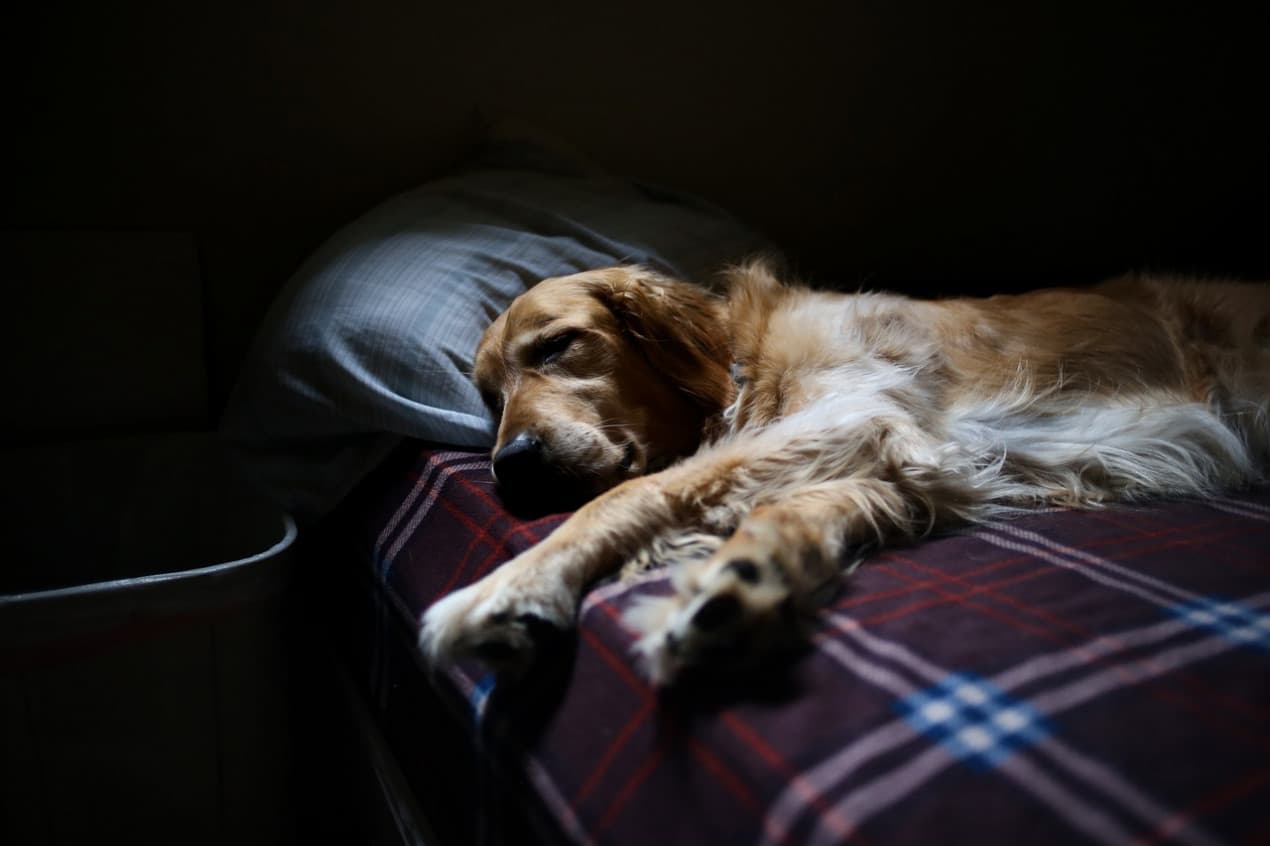 collapsing dog