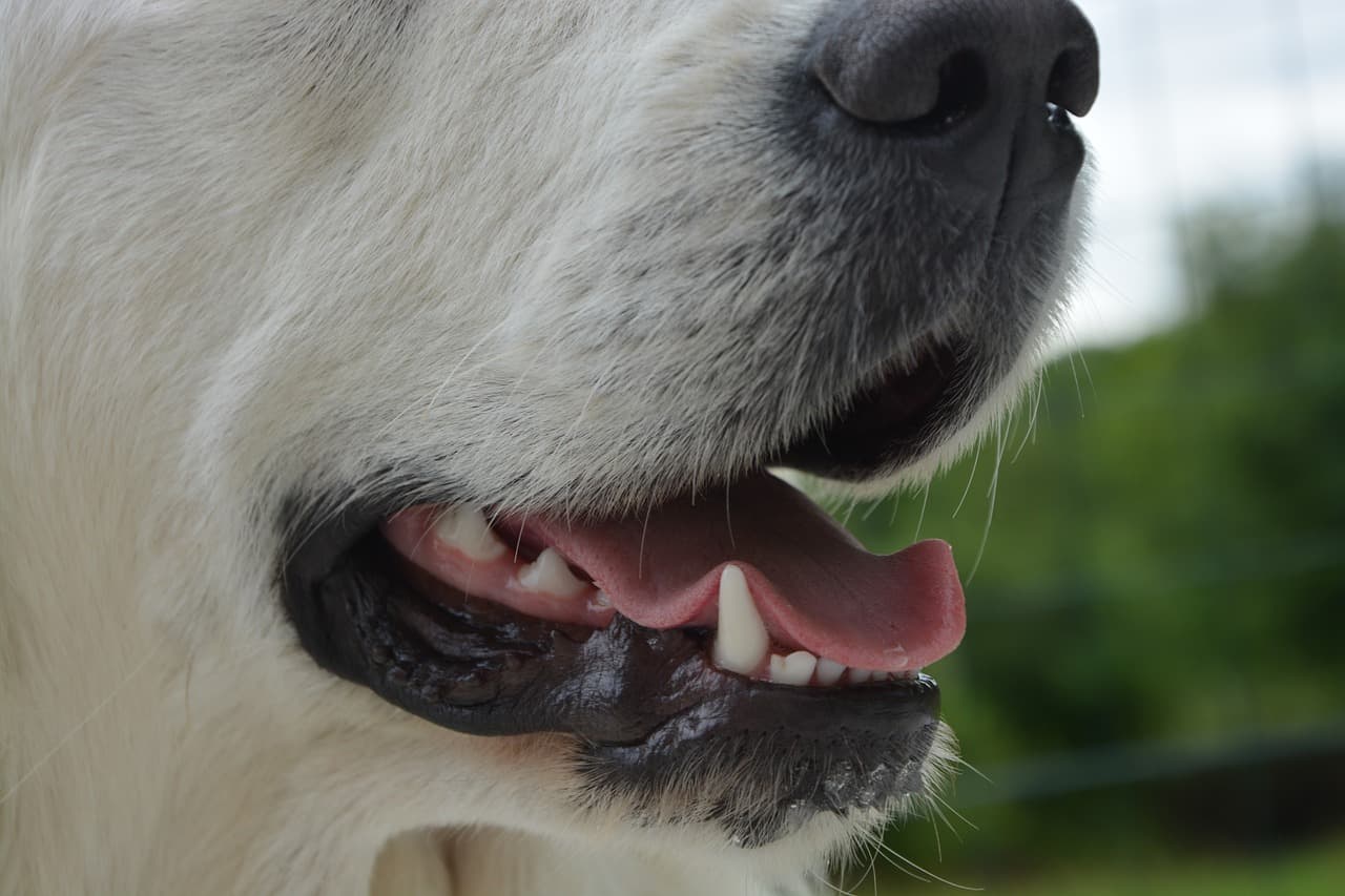 Dog gum disease treatment