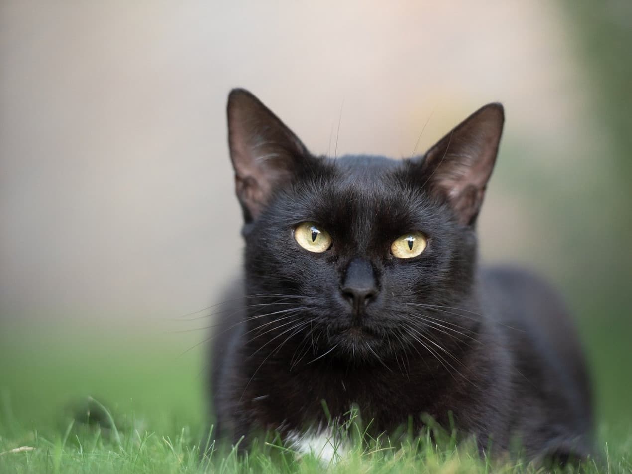Cat looking at camera