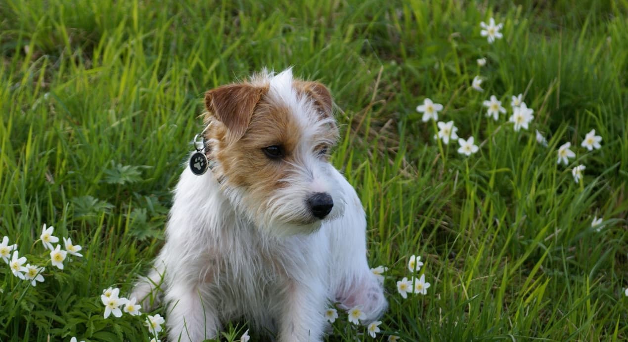 Can dogs get hay fever (featured)