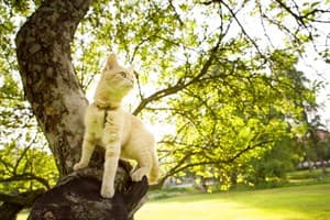 My-cat-eats-poo-is-this-a-problem-Vets-Now