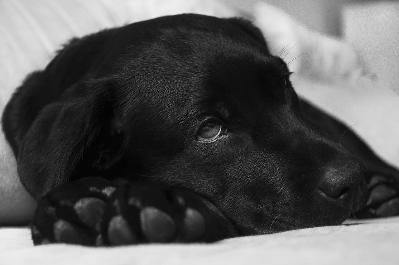 Dog resting head on paws