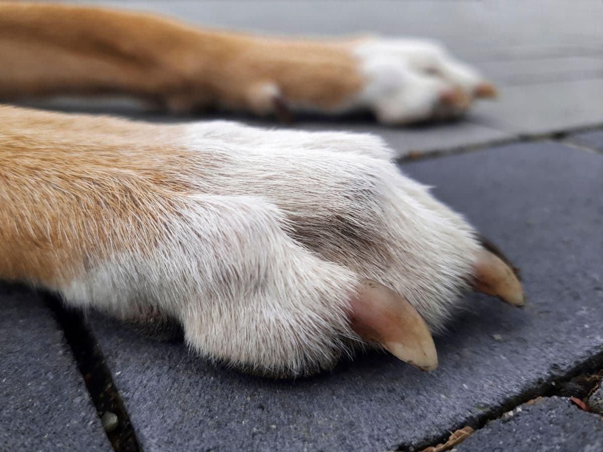 dog-paws-resting-pavement