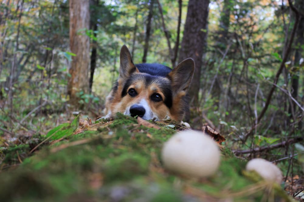 Corgi with mushrooms in forest - can dogs eat mushrooms