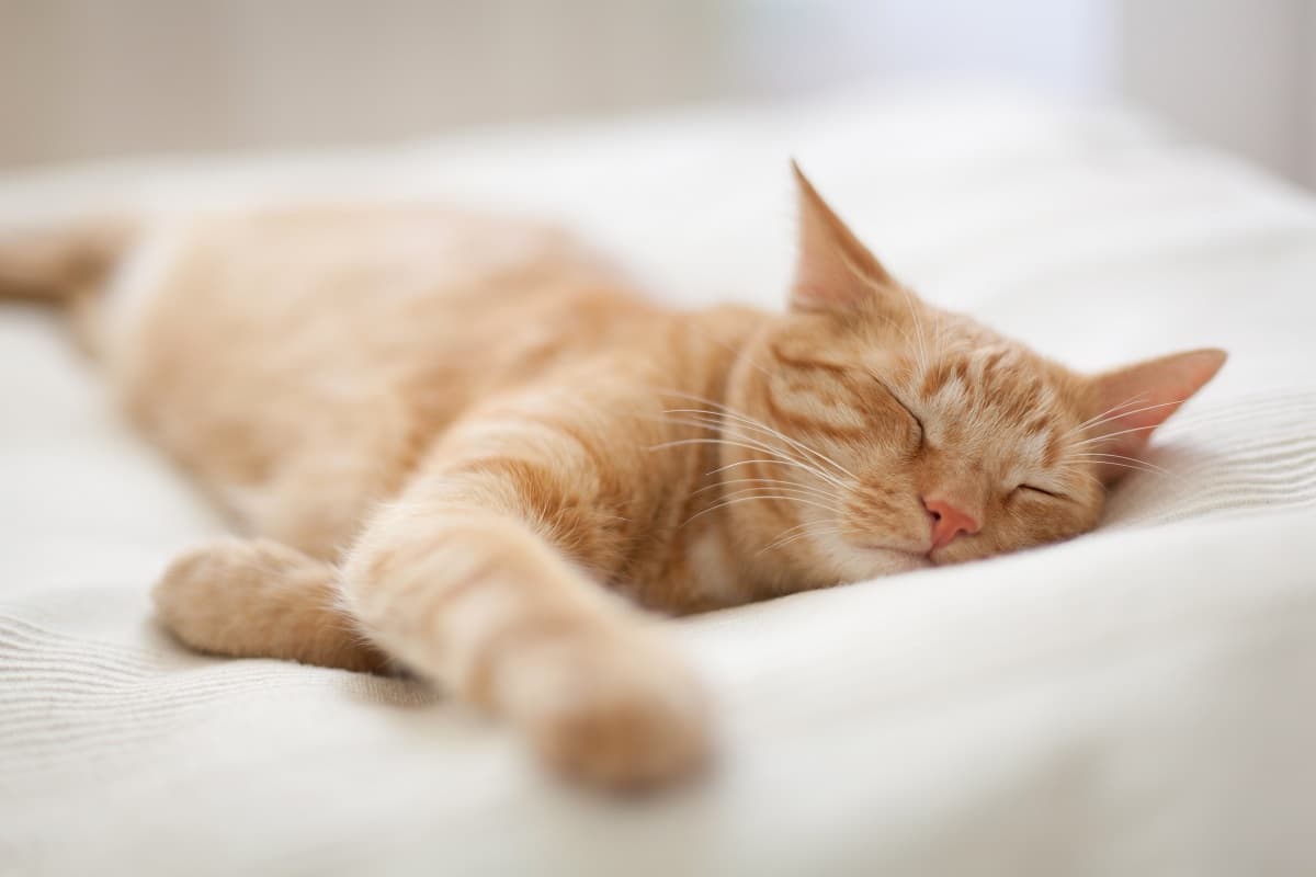 Sleeping ginger cat