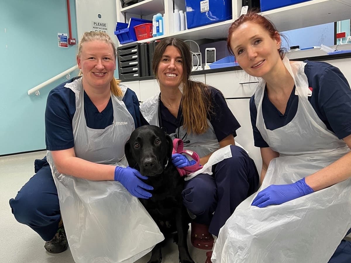 Bella the Labrador’s perforated ulcer and her miraculous… – body