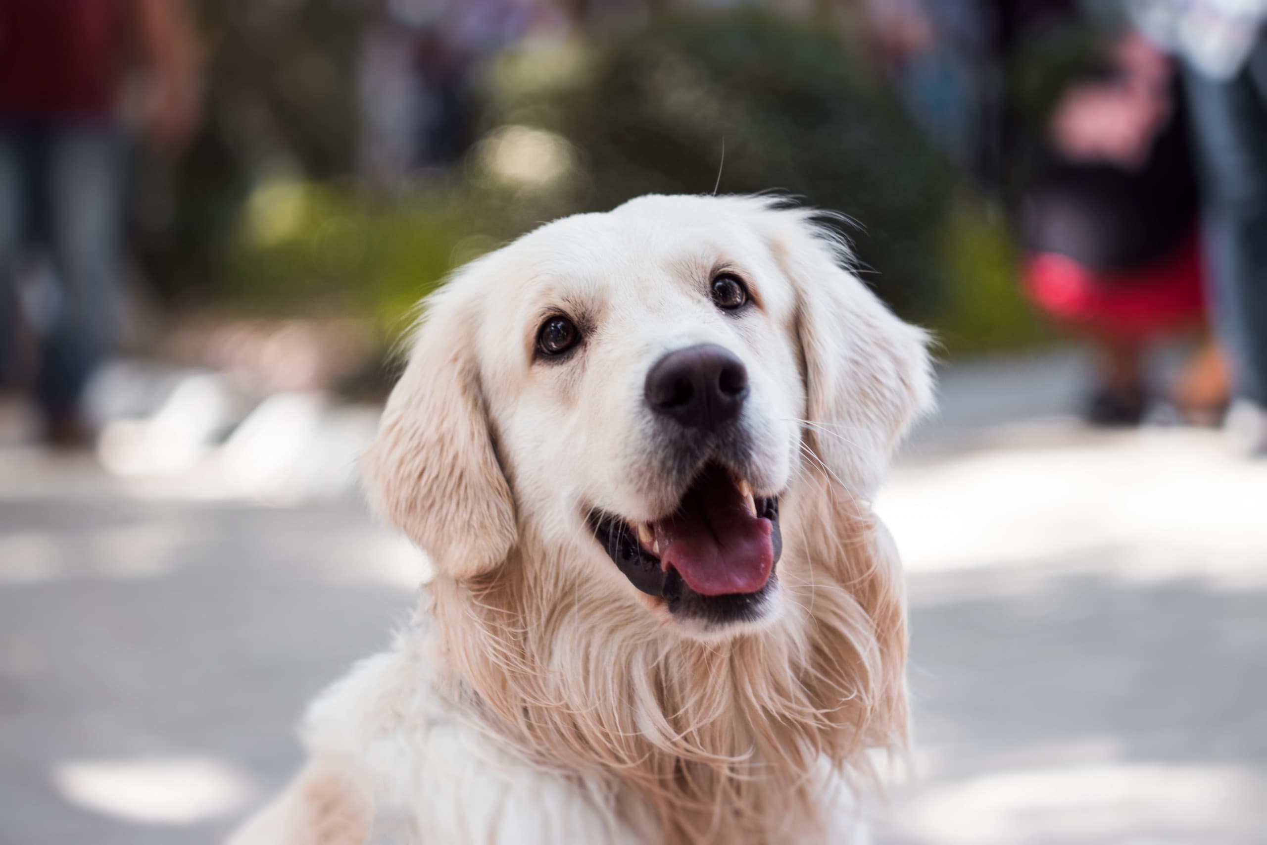 adorable-animal-breed-1490908-2-scaled