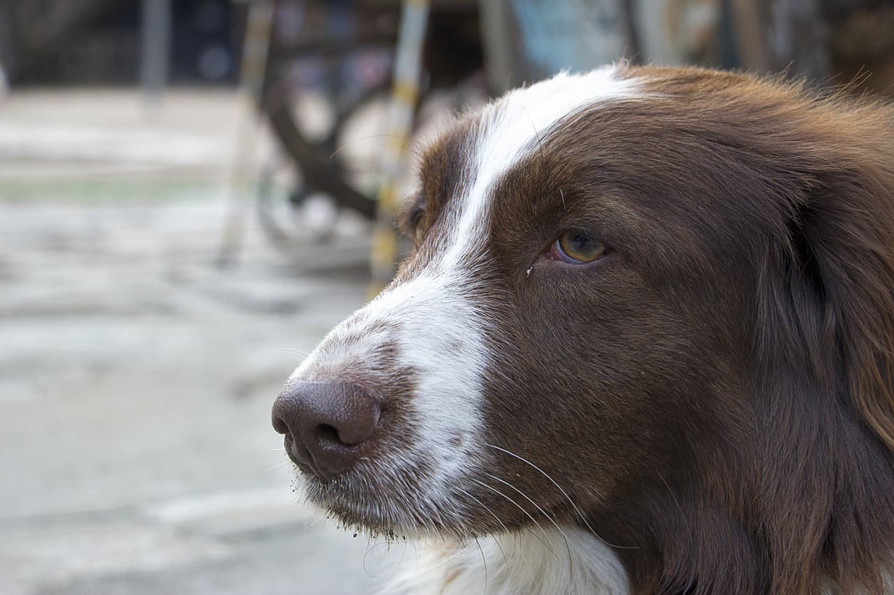 Lethargic-dog