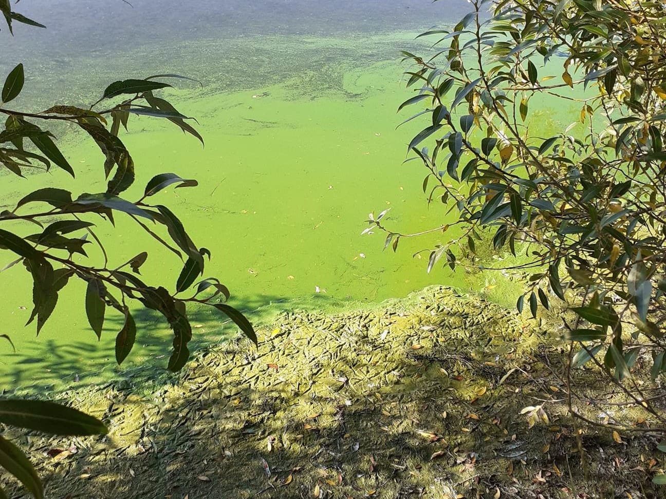 algae2