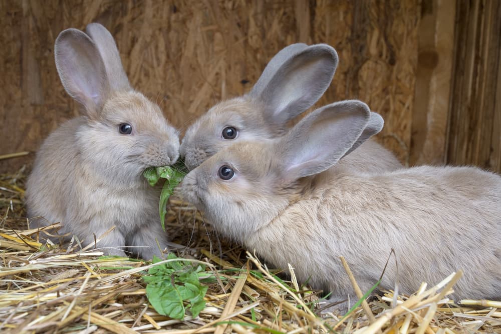 what-can-rabbits-not-eat