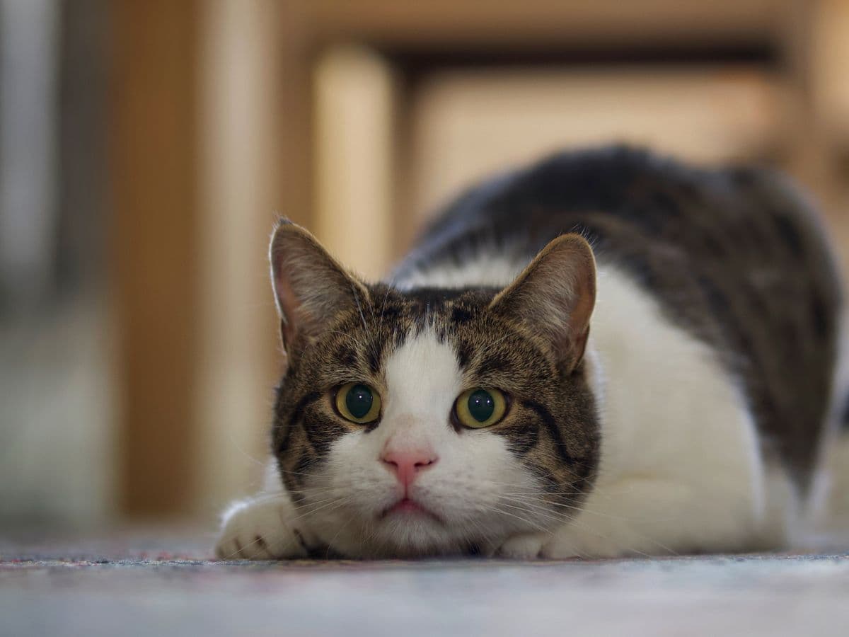 cat_lying_down