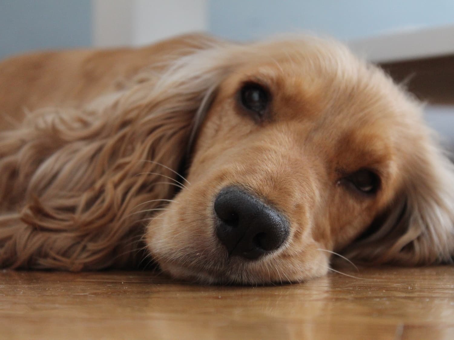 spaniel (2017/02)