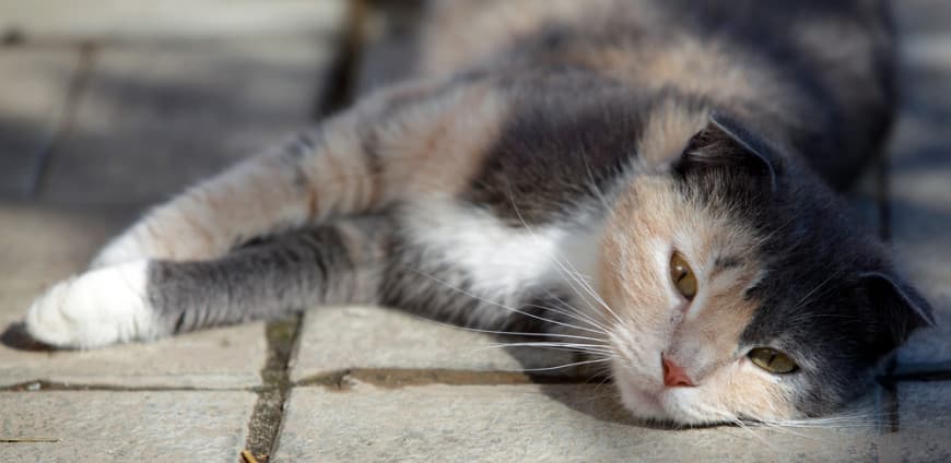 Cat-poisoned-870x424