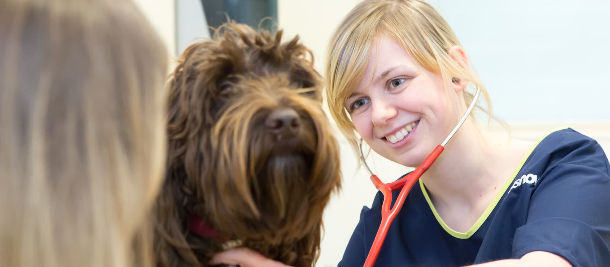 an image of a young vet attending to a dog for Vets Now web page on undergraduate opportunities at Vets Now